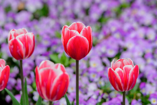 Capturing Your Local Town in Bloom This Spring